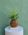 Kokedama chlorophytum