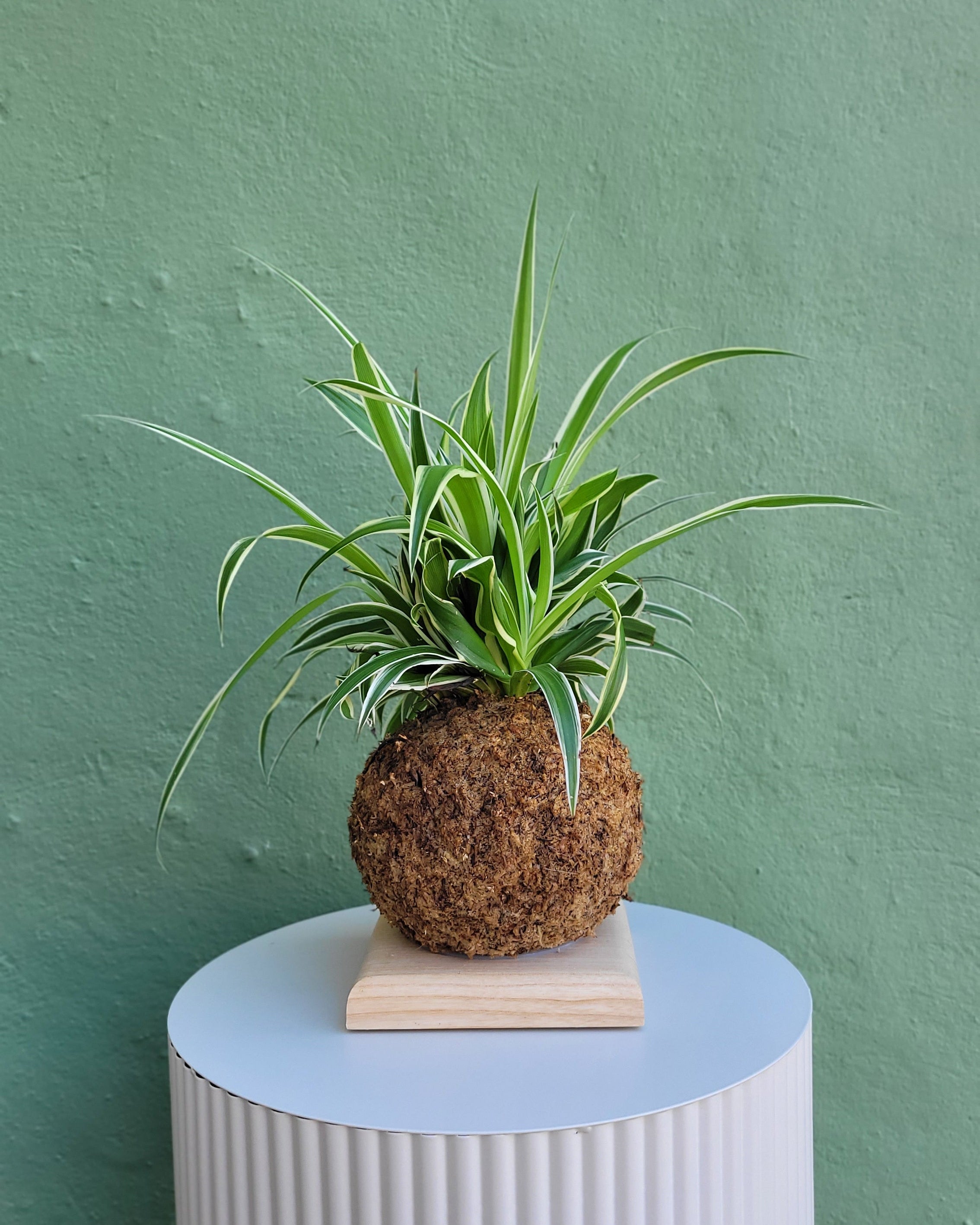 Kokedama chlorophytum