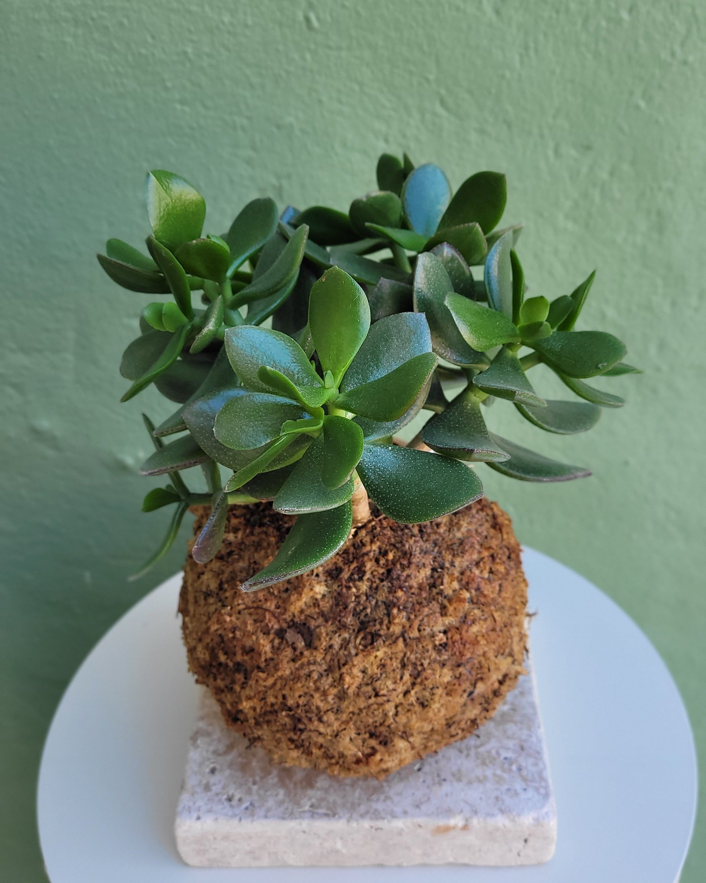 Kokedama chlorophytum