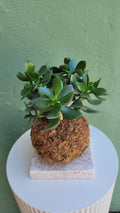Kokedama Arbre de jade
