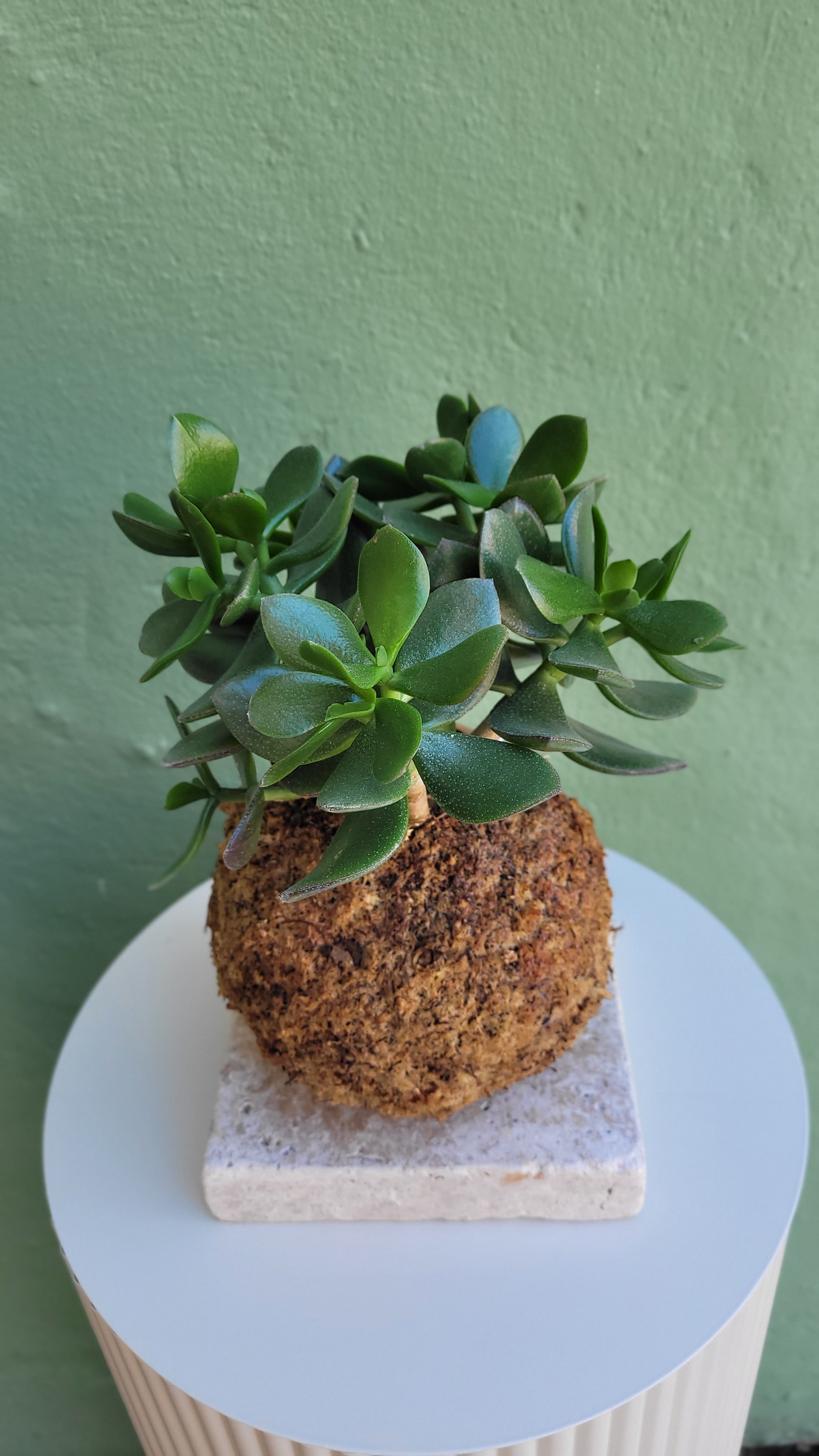 Kokedama Arbre de jade