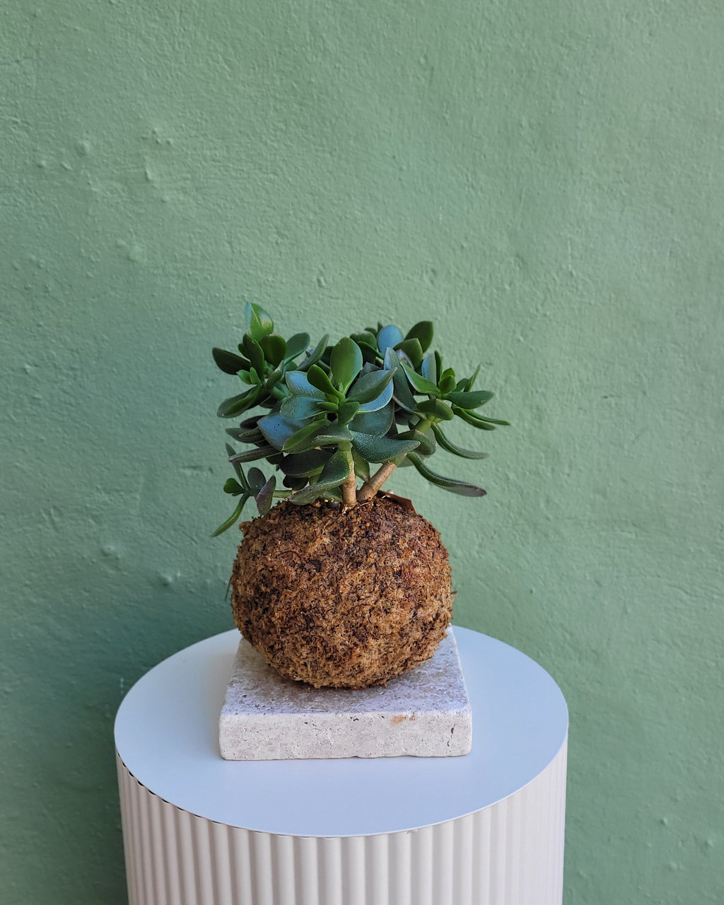Kokedama chlorophytum