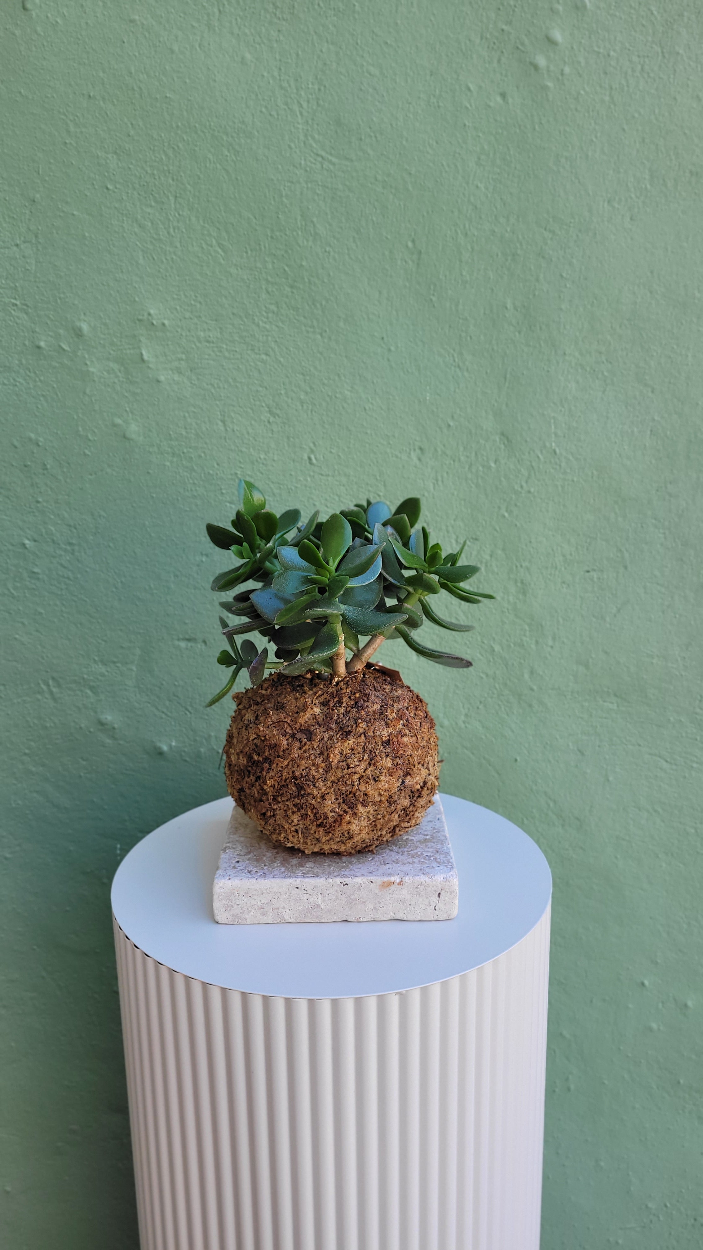 Kokedama Arbre de jade