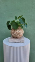 Kokedama Pilea