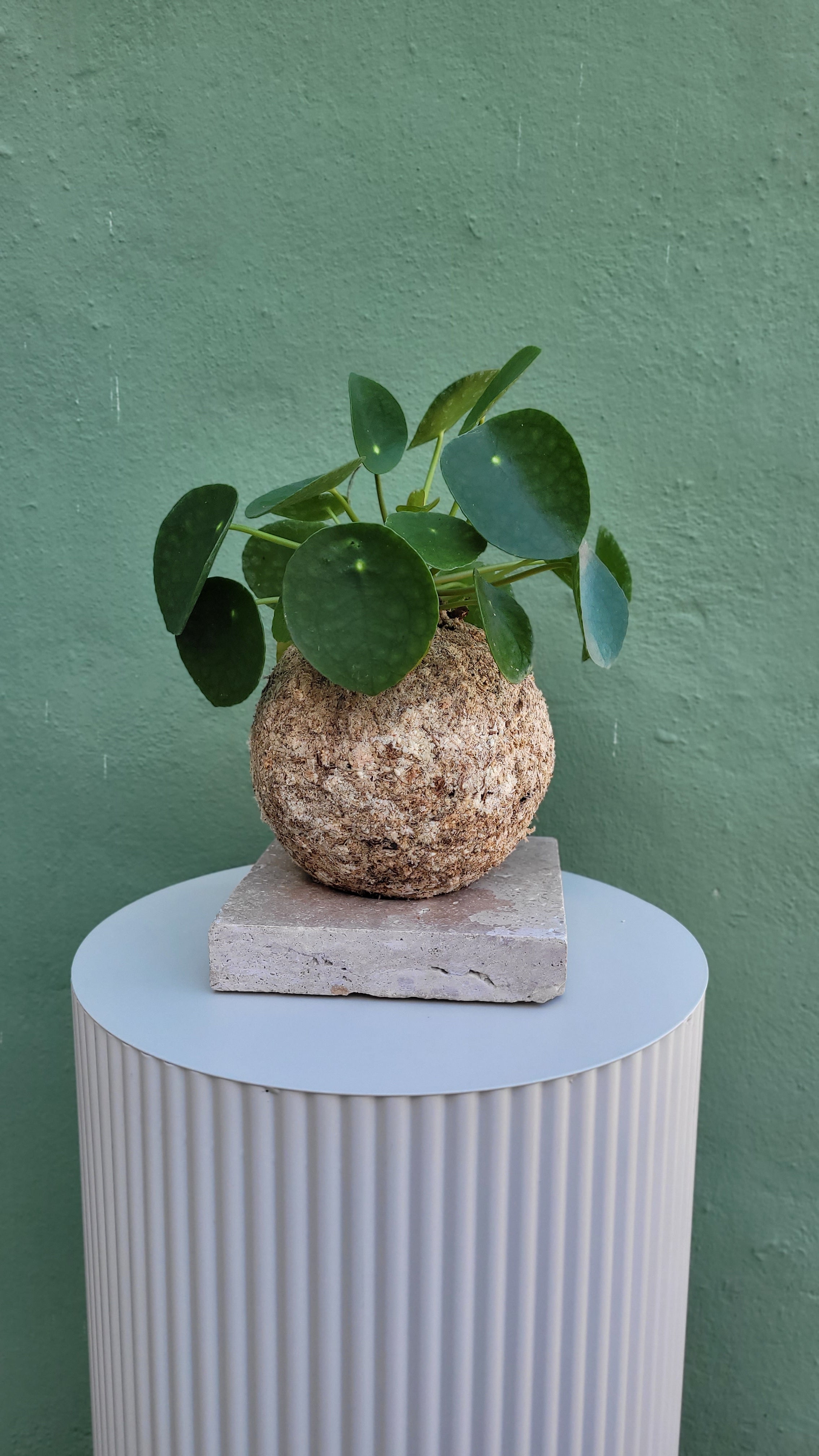 Kokedama Pilea