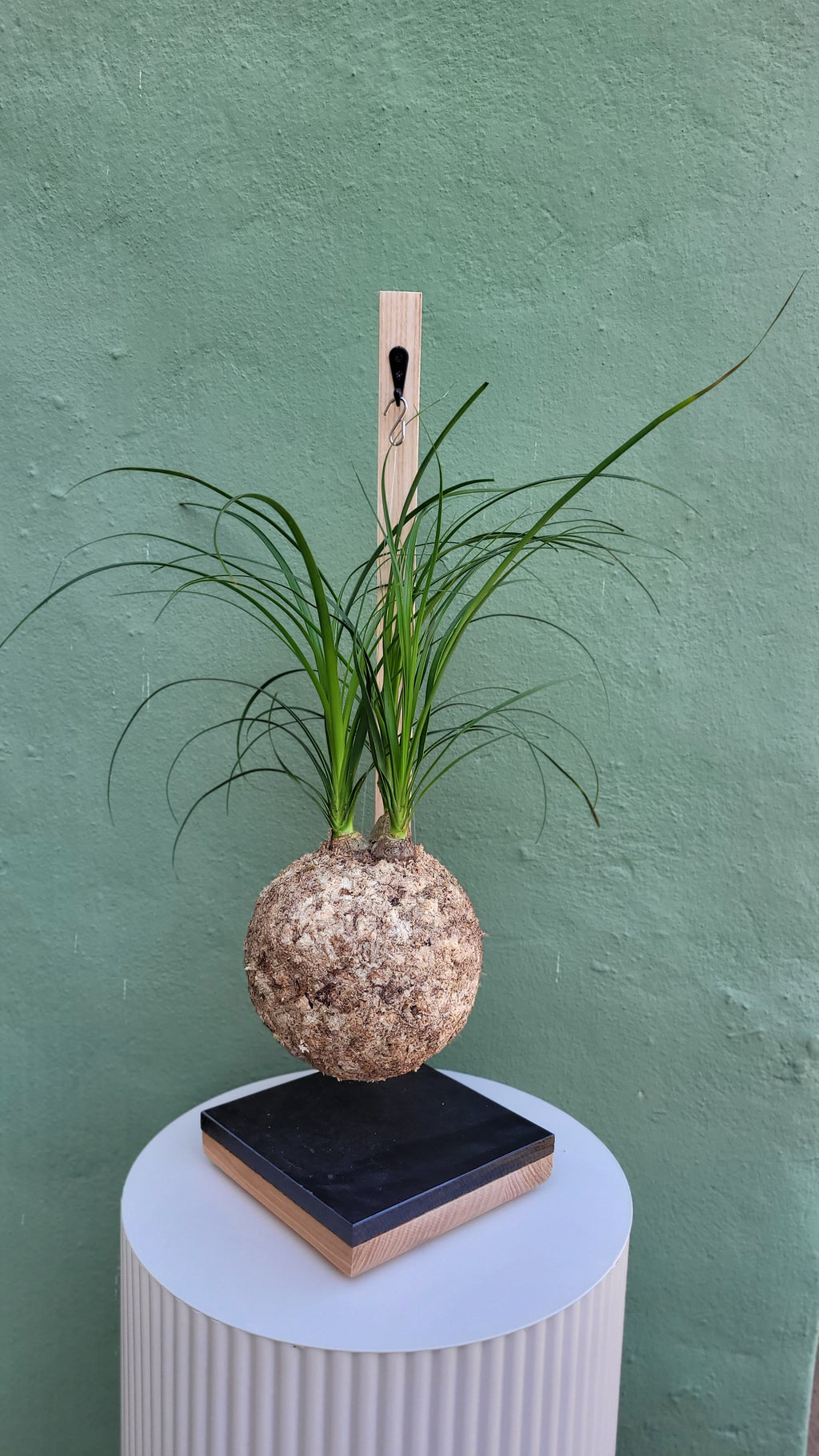 Kokedama beaucarnea suspendu