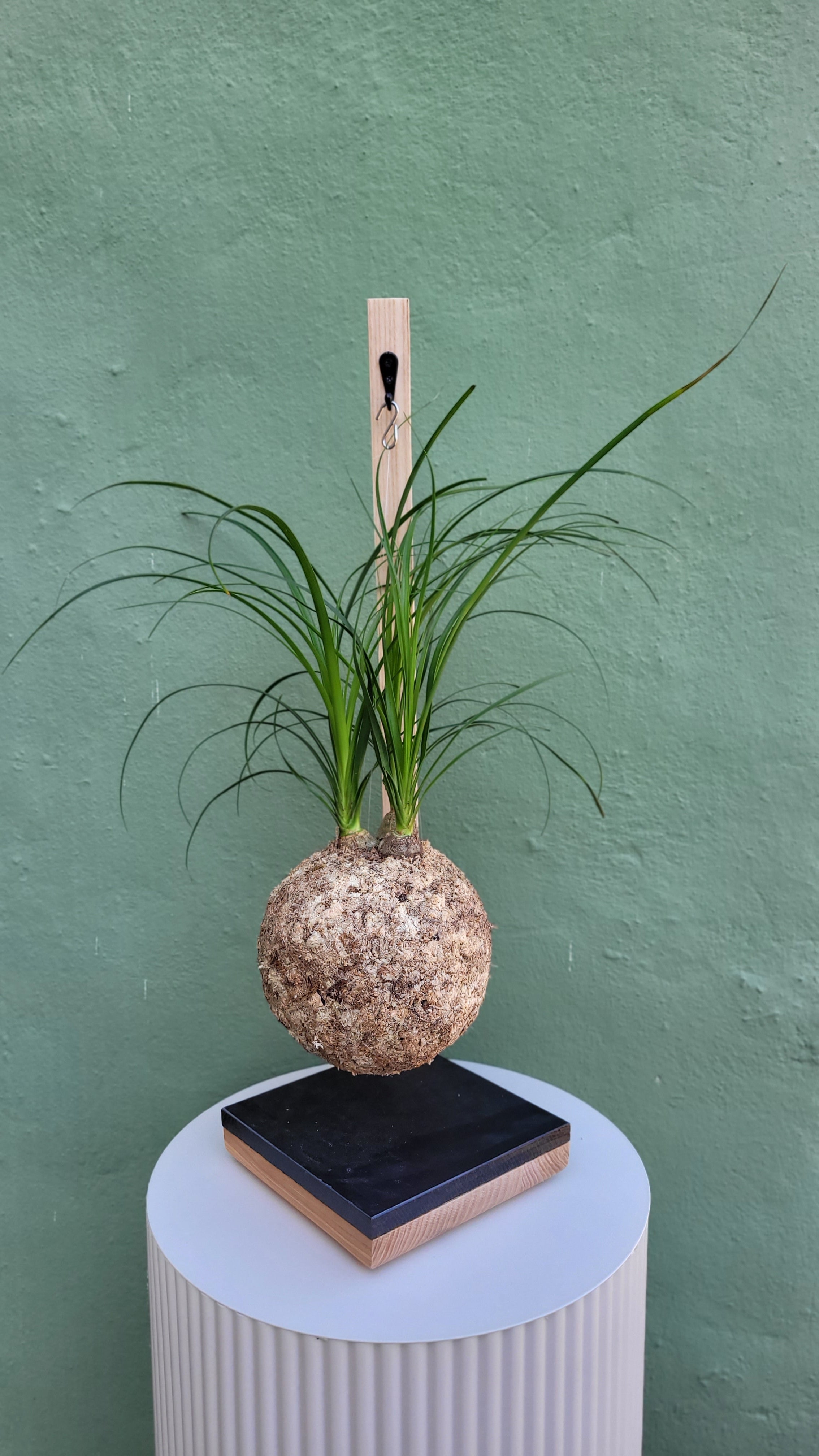 Kokedama beaucarnea suspendu