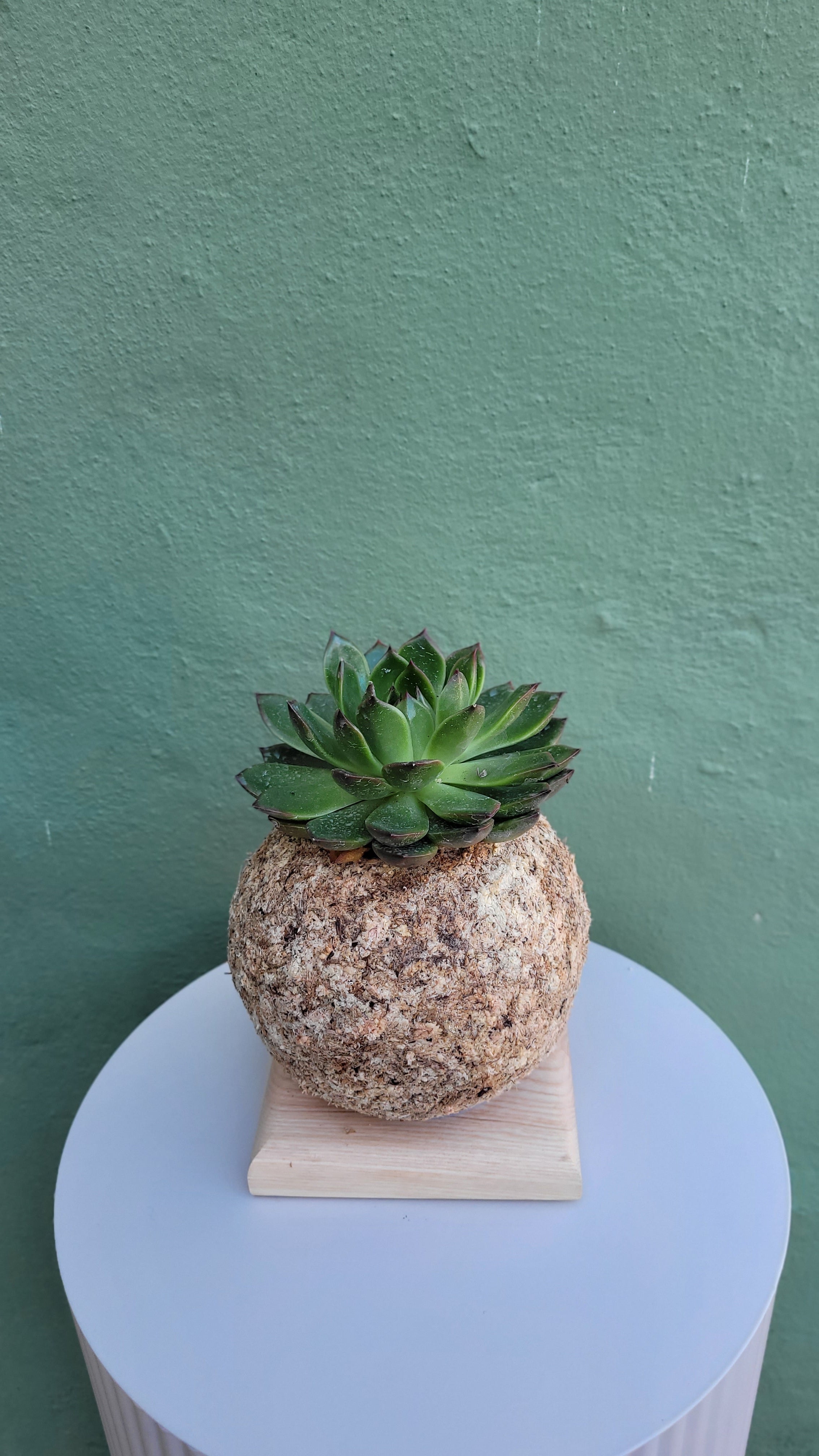 Kokedama Echeveria