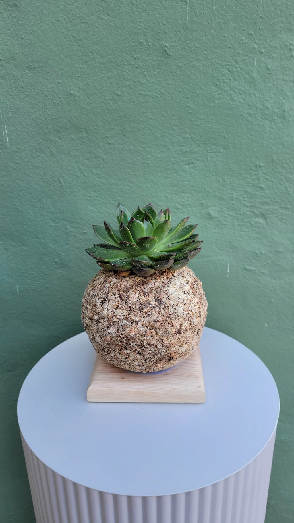 Kokedama Echeveria