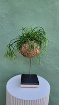 Kokedama Rhipsalis Suspendu