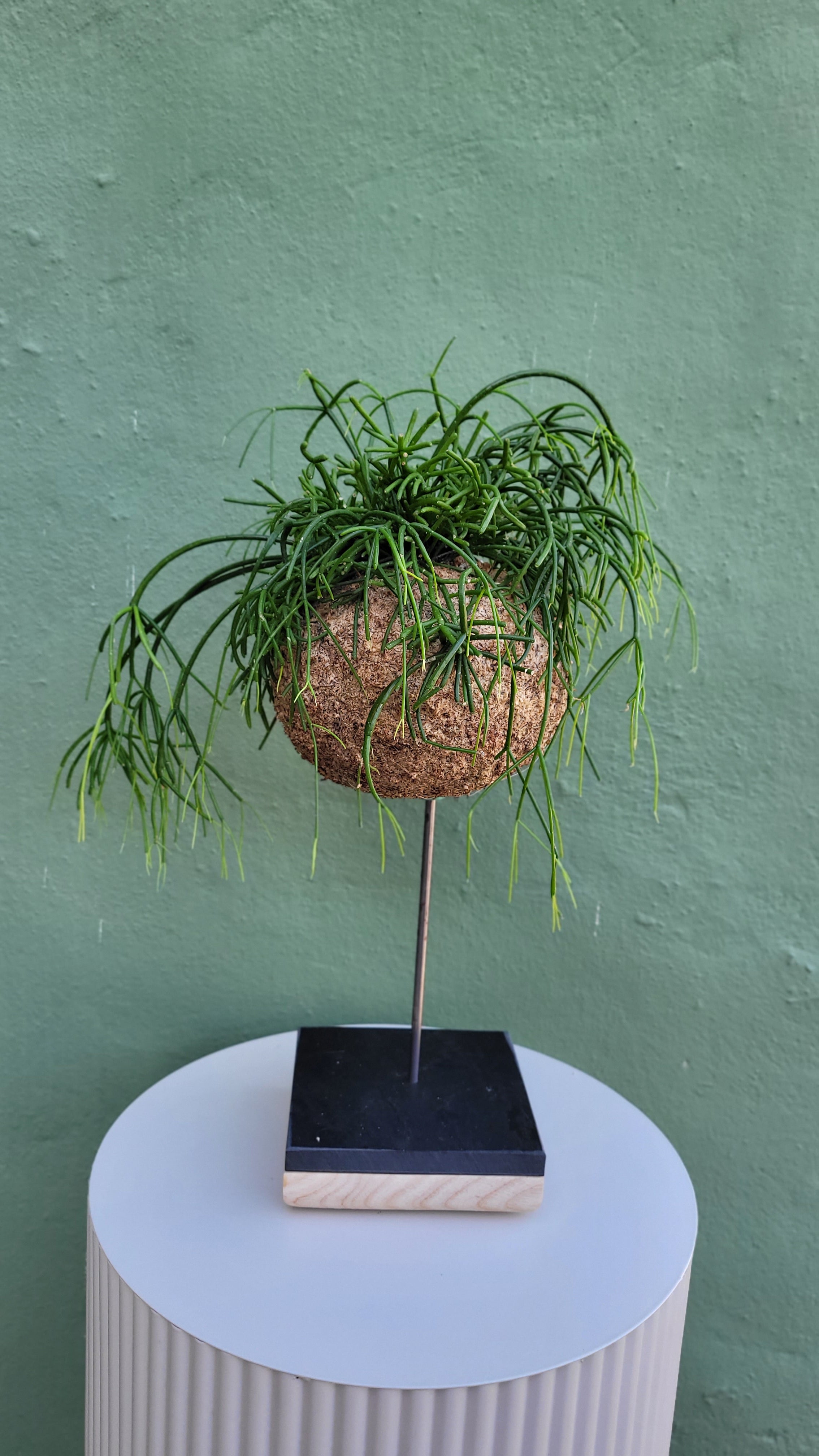 Kokedama Rhipsalis Suspendu