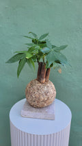 Kokedama Pachira