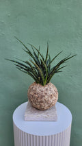 kokedama Sanseveria