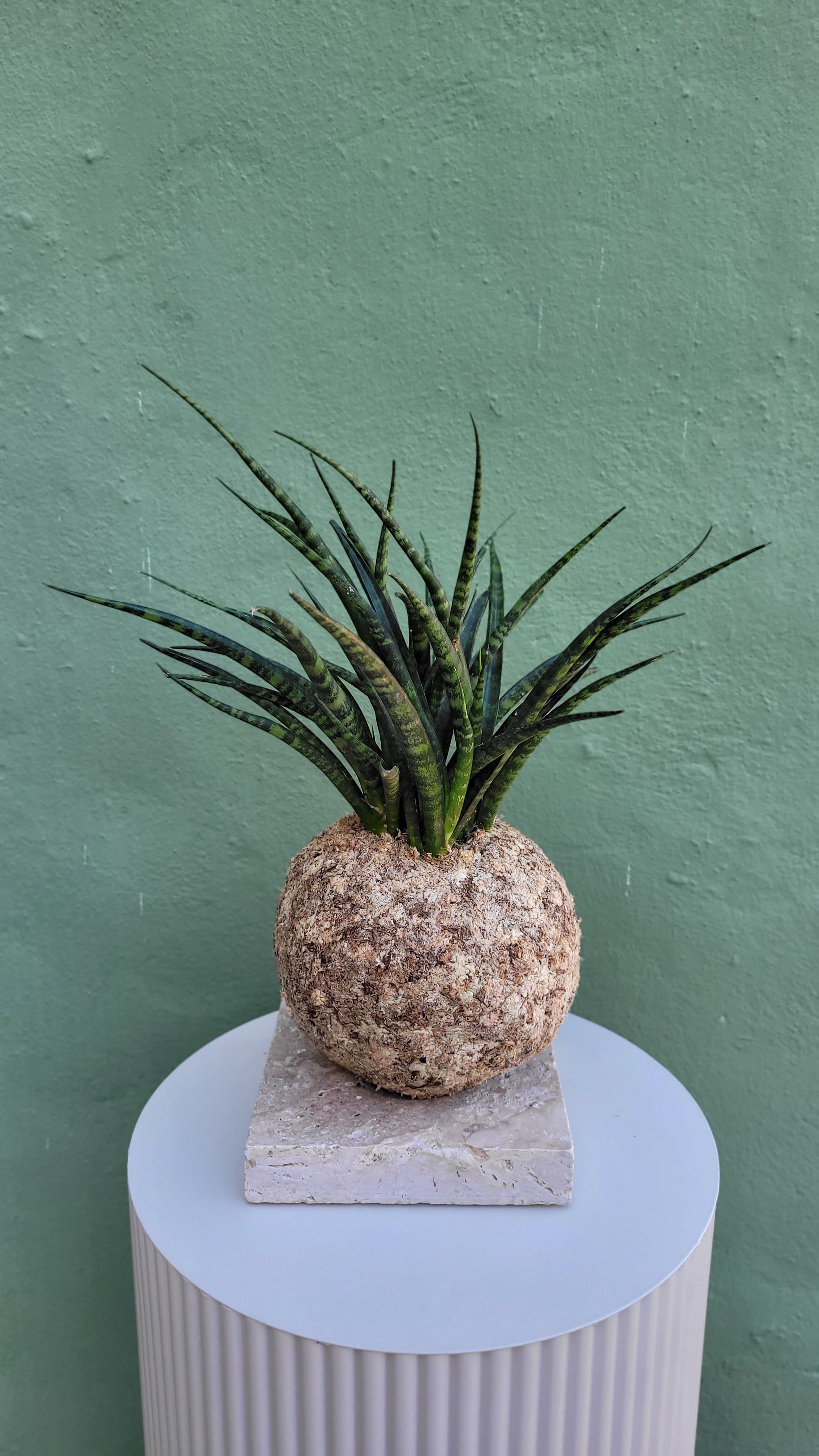kokedama Sanseveria