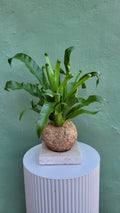 Kokedama Asplénium