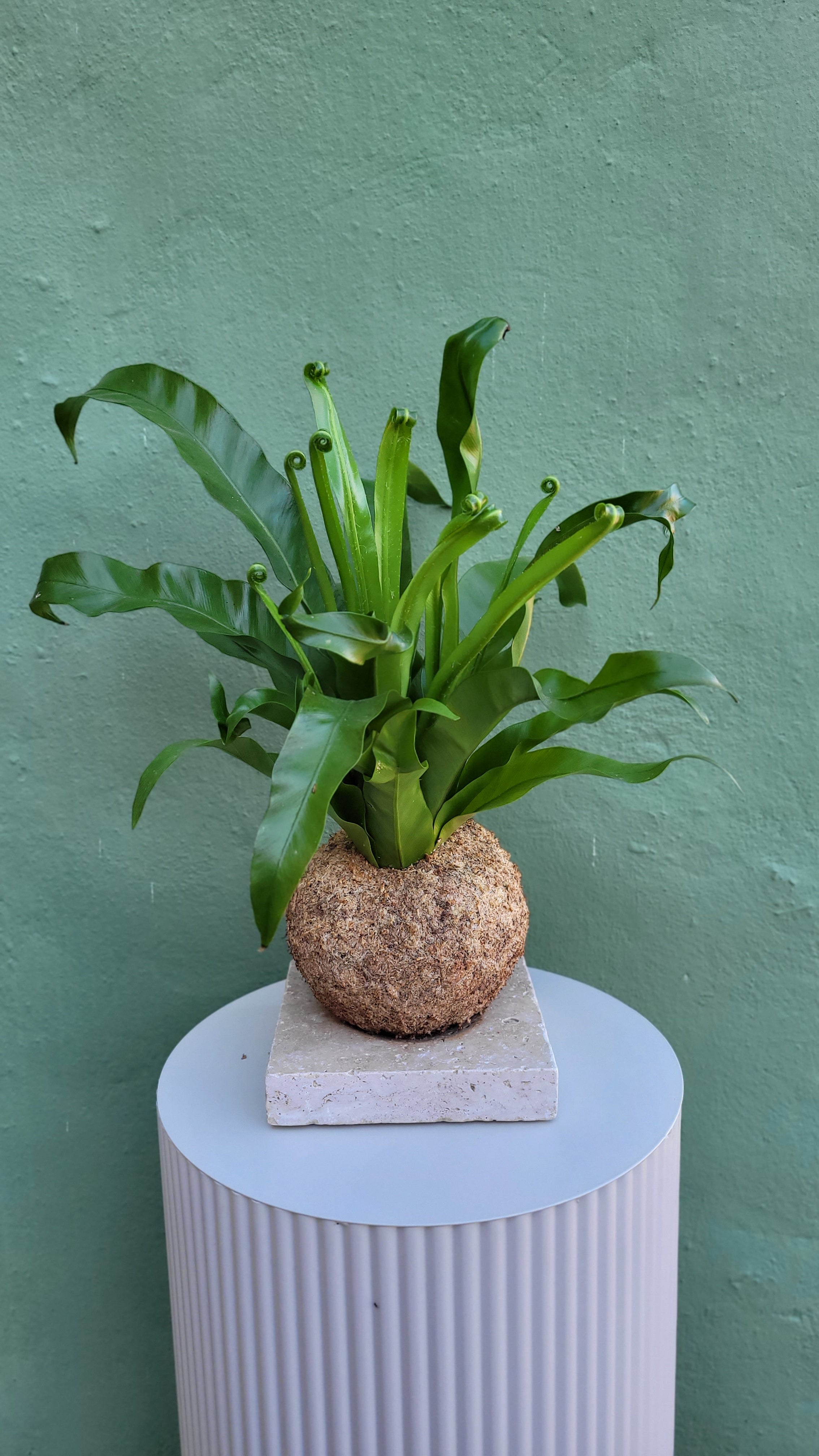 Kokedama Asplénium