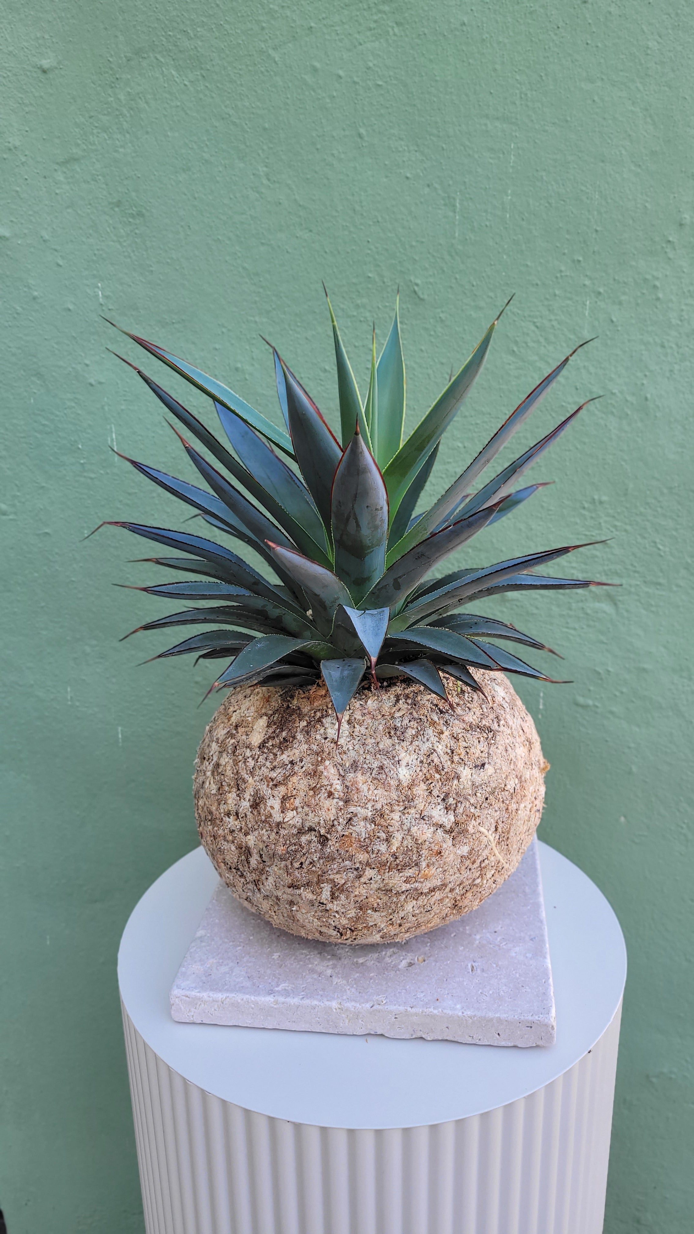 kokedama Agave