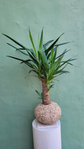 Big kokedama Yucca