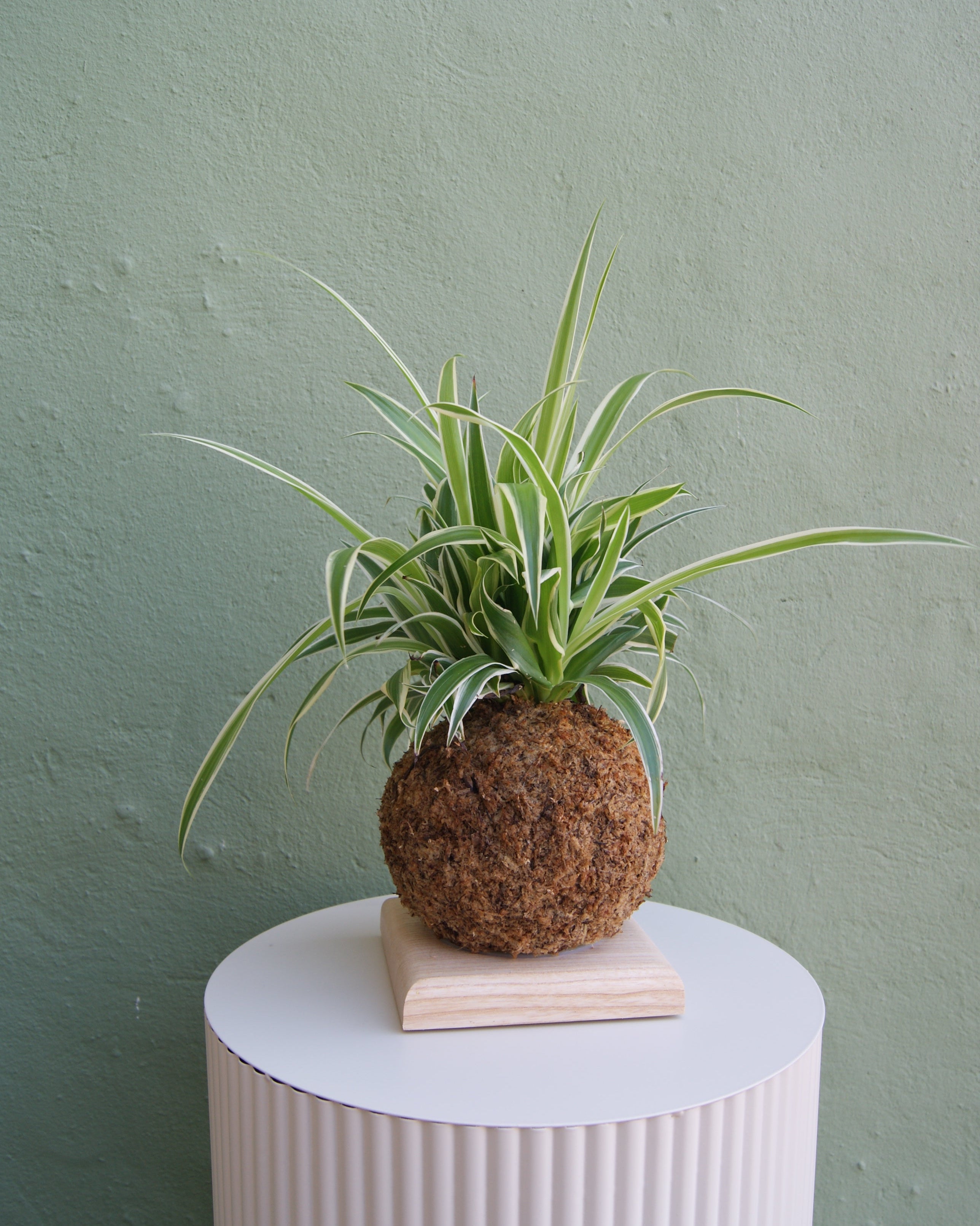 Kokedama chlorophytum